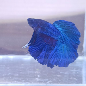 Amour - betta splendens