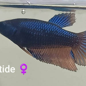 Atlantide - betta splendens