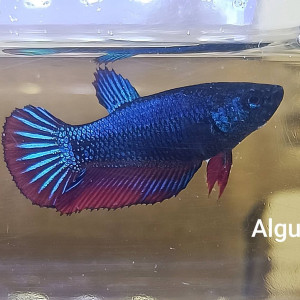 Algue - betta splendens