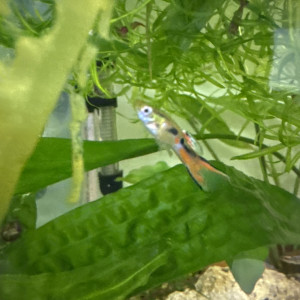 guppies  endler