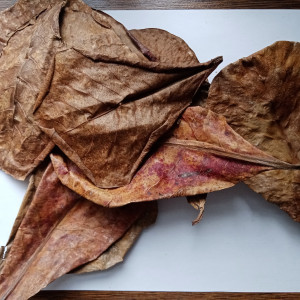 Feuilles de catappa x10 – petites (10–15 cm) – aquarium crevettes