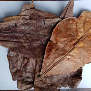 Feuilles de catappa x10 – moyennes (15–20 cm) – aquarium biotope