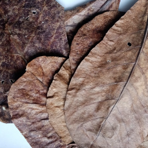 Feuilles de catappa x10 – grandes (20–30 cm) – biotope aquarium crevette