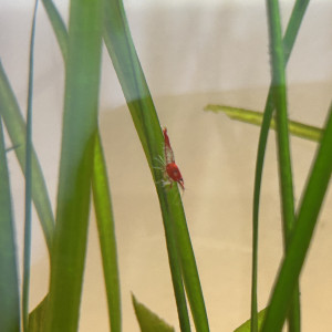 Crevettes Neocaridina Red rili