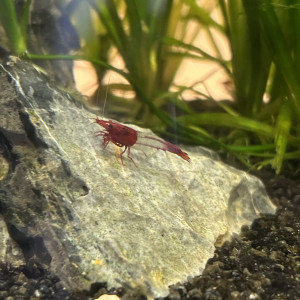 Crevettes Neocaridina Red rili