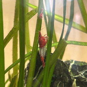 Crevettes Neocaridina Red rili