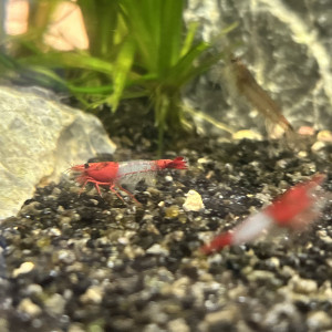 Crevettes Neocaridina Red rili