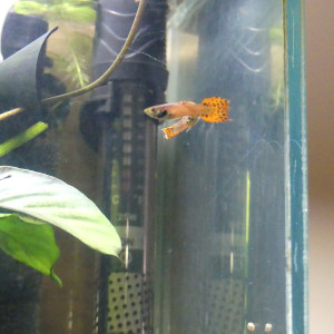 2 jeunes mâles guppy
