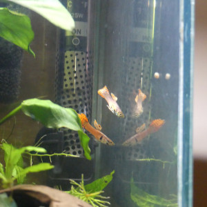 2 jeunes mâles guppy