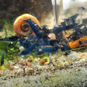 Crevette neocaridina blue velvet