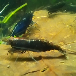 Crevettes Neocaridina davidi Blue Velvet foncées reflet rusty