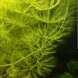 Ceratophyllum