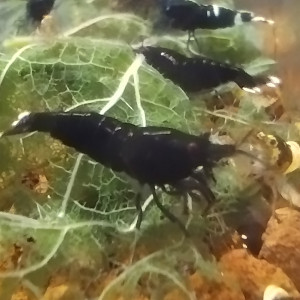Crevettes Crystal Black (Taïwan bee mix) - 1 / 1,5cm