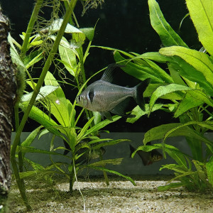 Don de Tetra fantôme noir