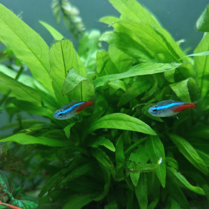 Don de Néon bleu