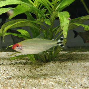 Don de Tetra nez rouge