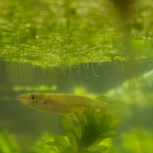 Mâle Aplocheilus linéatus gold