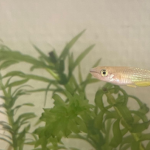 Mâle Aplocheilus linéatus gold
