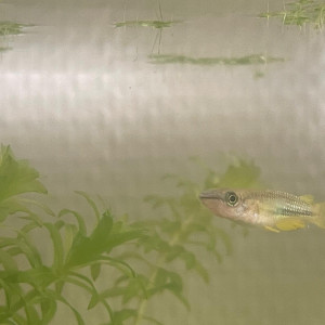 Mâle Aplocheilus linéatus gold