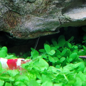 Caridina red crystal