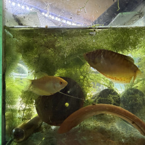 Couple gourami gold