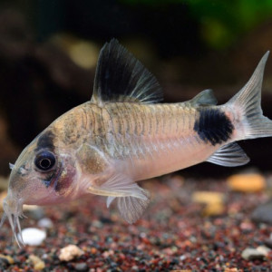 corydoras Panda
