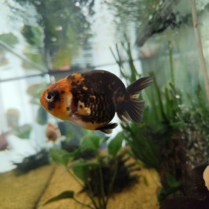 Magnifiques poissons japonais