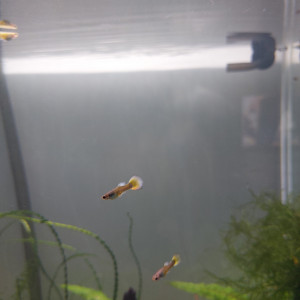 Jeunes guppys et alevins