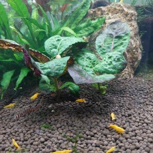 Neocaridina yellow
