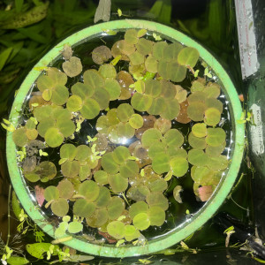 PHYLLANTHUS FLUITANS