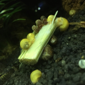 Escargots pomme