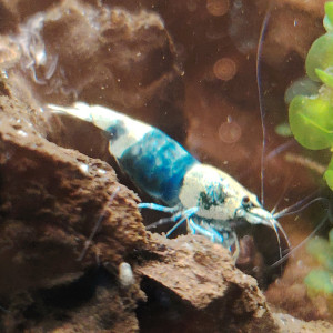 Crevette blues ocean
