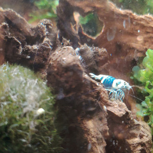 Crevette blues ocean