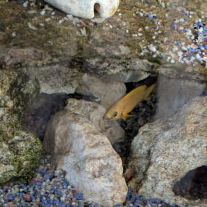 Cichlidés