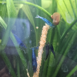 Crevettes blue velvet