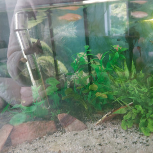 Don poissons s