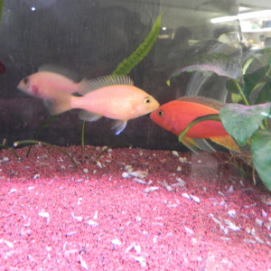 Aulonocaras fire fish