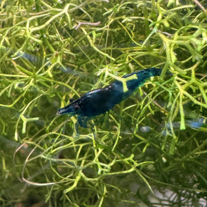 Crevettes