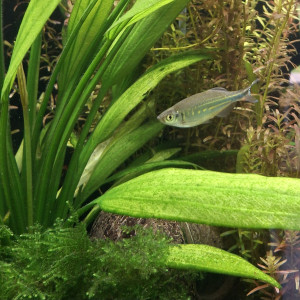 A adopter devario malabaricus
