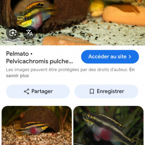 Pelmato