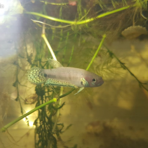 Betta Pallifina