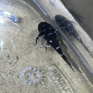 Micracanthicus L280