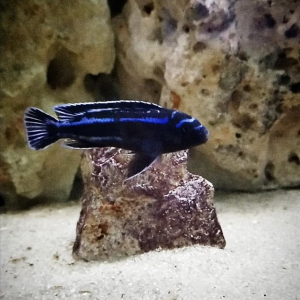 Pseudotropheuse maingano cyaneorhabdos
