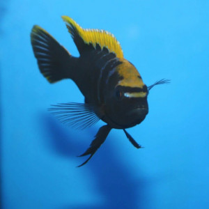 Cynotilapia aurifron nkhata bay