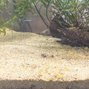 Guppy