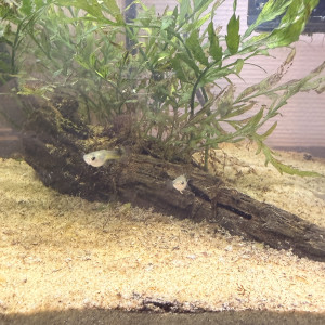 Guppy