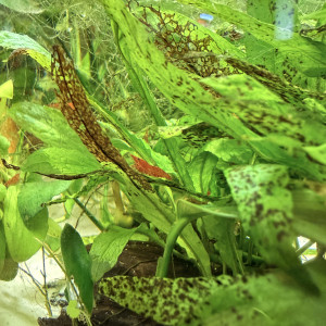 Crevette red cherry