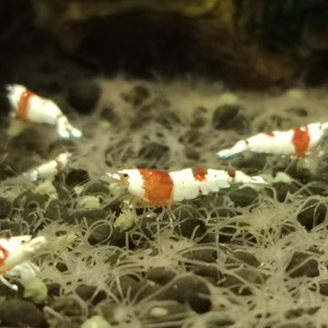 Crevettes red crystals differents grades