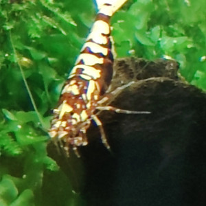 Crevettes galaxies, fishbone..