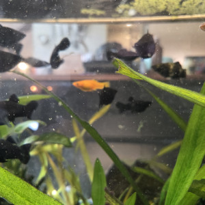 Black Molly